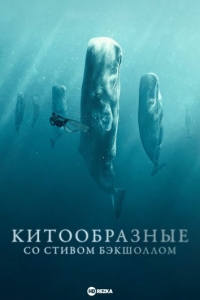 Постер «Китообразные со Стивом Бэкшоллом»